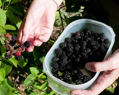 Seeking: Delicious Bakes to Put to Good Use a Surplus of Handmade Jam