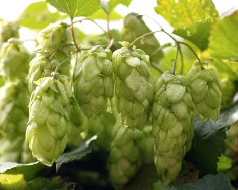 Create Your Own Hops Haven: Cultivating Hops Turns Out Straightforward and Fulfilling