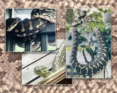 Embracing the Serpents in the Overhead Space: A Journey from Dread to Respect